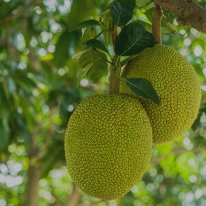 Thai Jackfruit